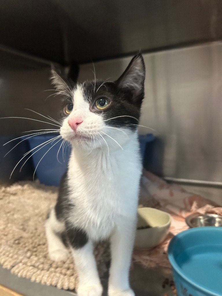 36a Tux, an adoptable Domestic Medium Hair in Ashland, WI, 54806 | Photo Image 1