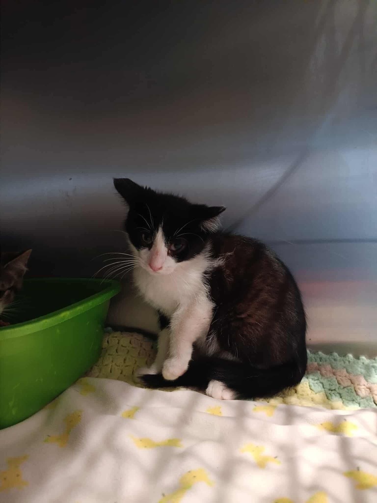 36a Tux, an adoptable Domestic Medium Hair in Ashland, WI, 54806 | Photo Image 2