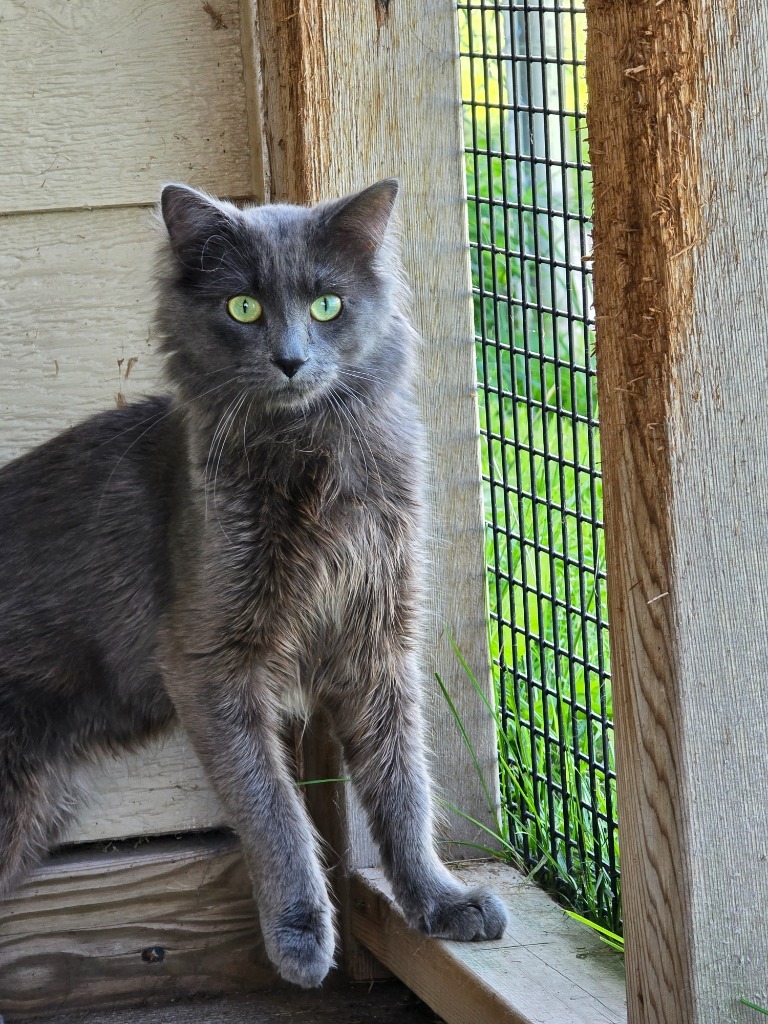 Apollo, an adoptable Domestic Medium Hair in Ashland, WI, 54806 | Photo Image 1