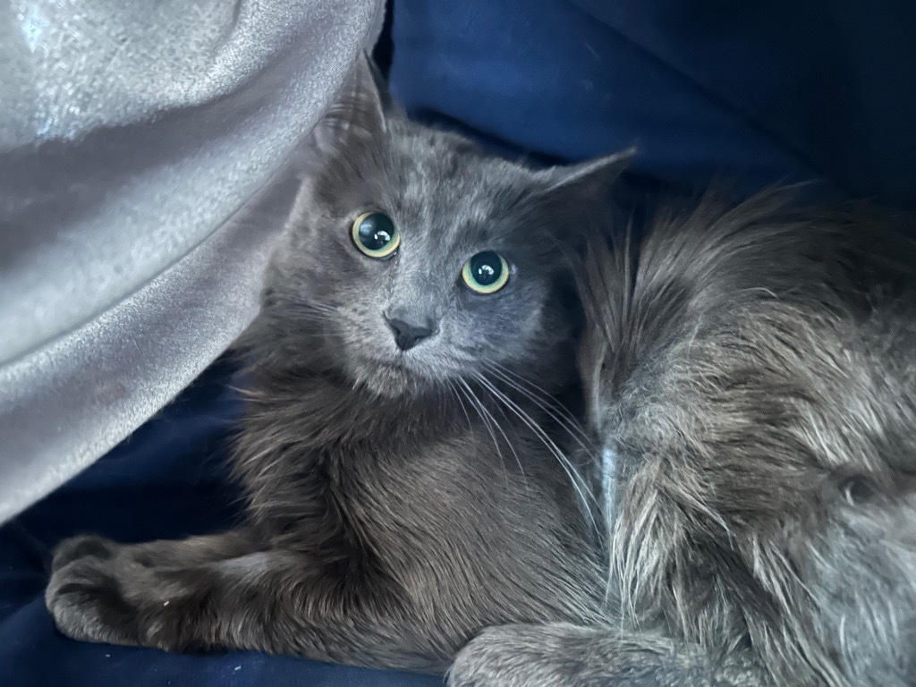 Apollo, an adoptable Domestic Medium Hair in Ashland, WI, 54806 | Photo Image 2