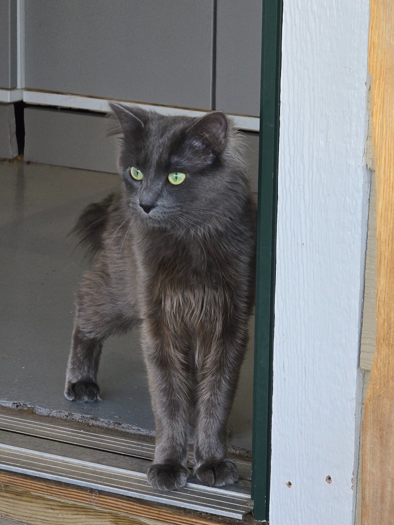 Apollo, an adoptable Domestic Medium Hair in Ashland, WI, 54806 | Photo Image 3