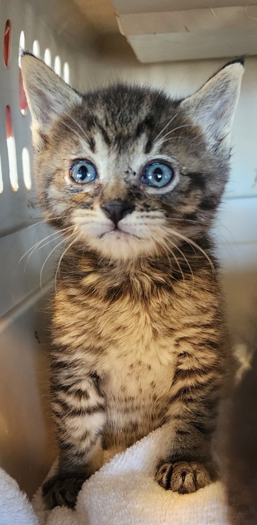 Tigger, an adoptable Domestic Short Hair in Gold Beach, OR, 97444 | Photo Image 1