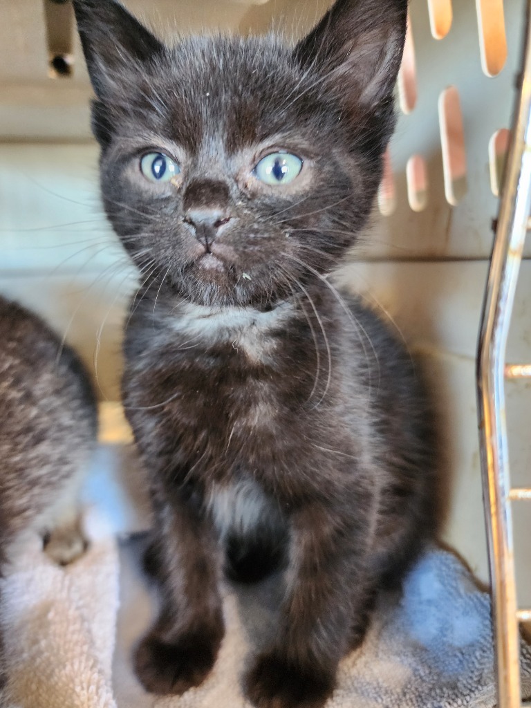 Shadow, an adoptable Domestic Short Hair in Gold Beach, OR, 97444 | Photo Image 1