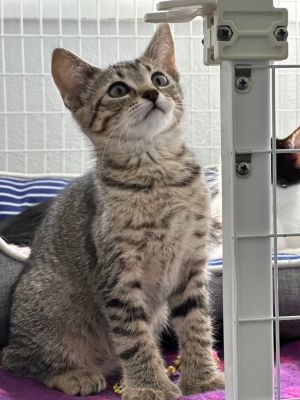 Sleepy, Adult Female Domestic Short Hair