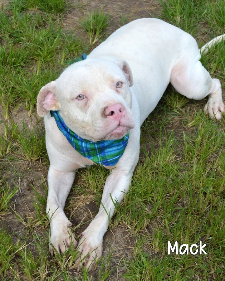Mack