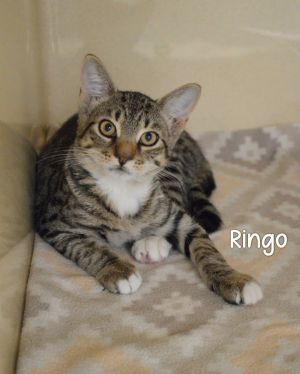Ringo, Baby Female Domestic Short Hair