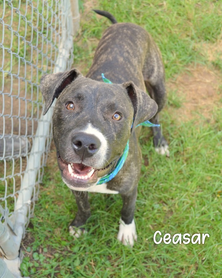 Ceasar