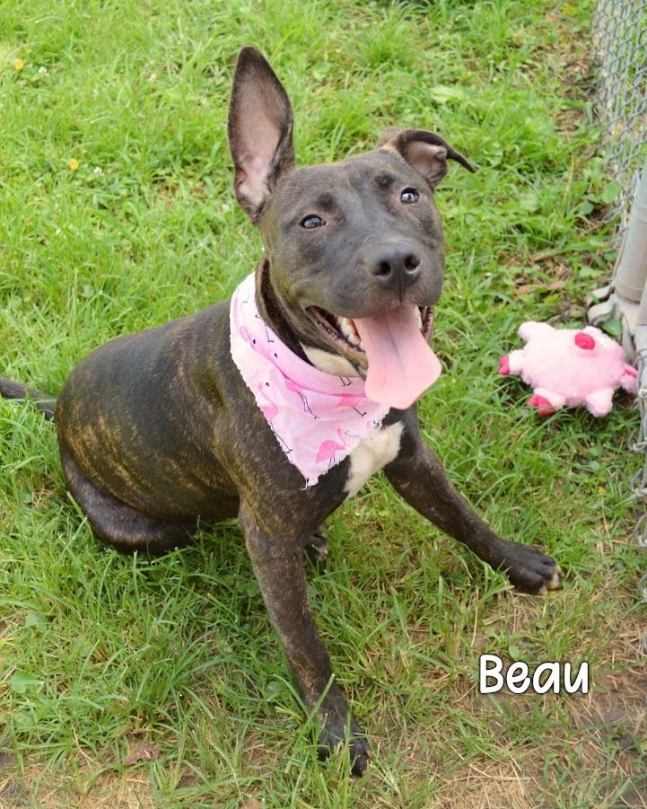 Beau