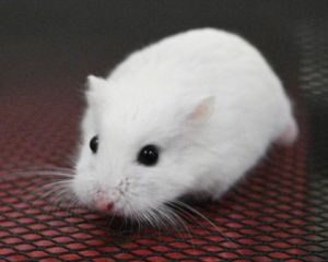 BIBBLE, Adult Male Hamster