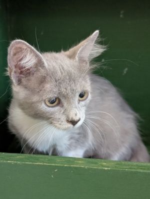 Jessie, Young Female Domestic Medium Hair