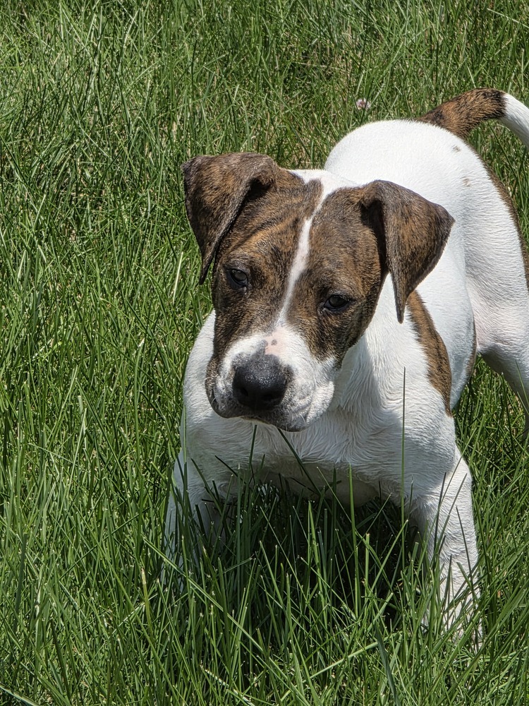 Lila