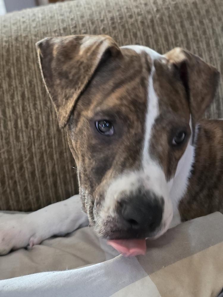 Lila