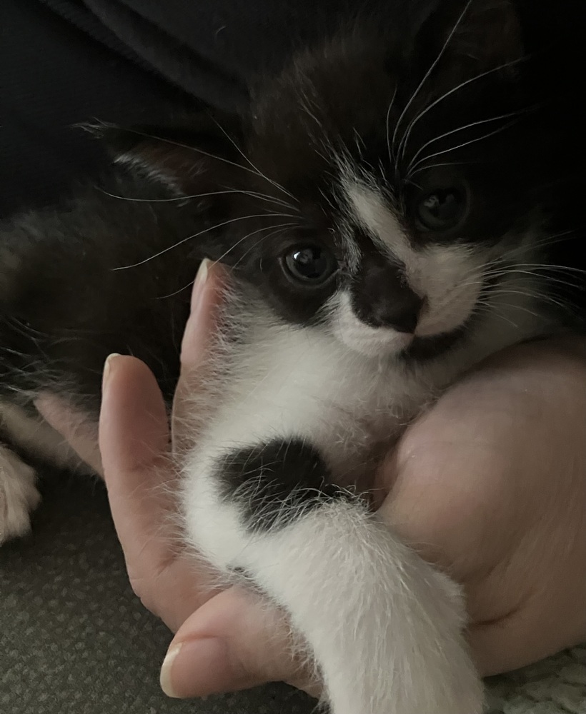 Cheddar