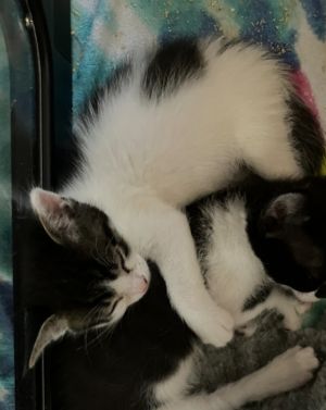 Colby, Baby Male Domestic Short Hair
