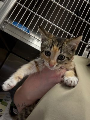 Velma, Baby Female Domestic Short Hair