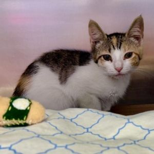 Venti, Baby Female Domestic Short Hair