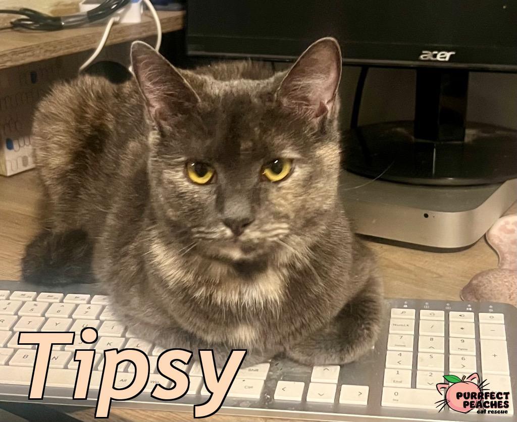 Tipsy