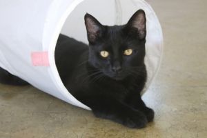 Stinky, Baby Male Domestic Short Hair