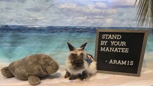 Aramis, Young Male Lionhead
