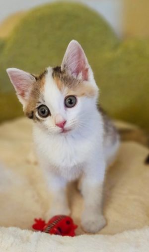 Peach, Baby Female Calico