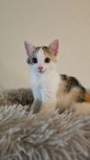 Peach photo 4