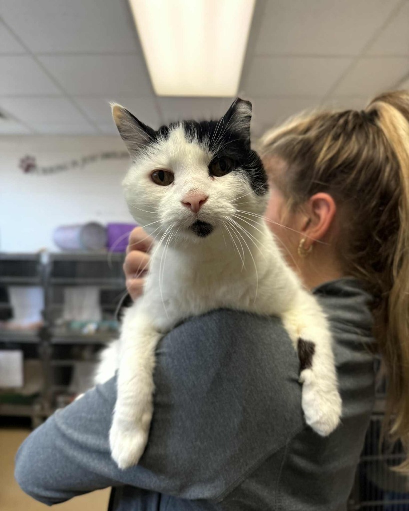 Willy, an adoptable Domestic Short Hair in Grand Forks, ND, 58203 | Photo Image 1