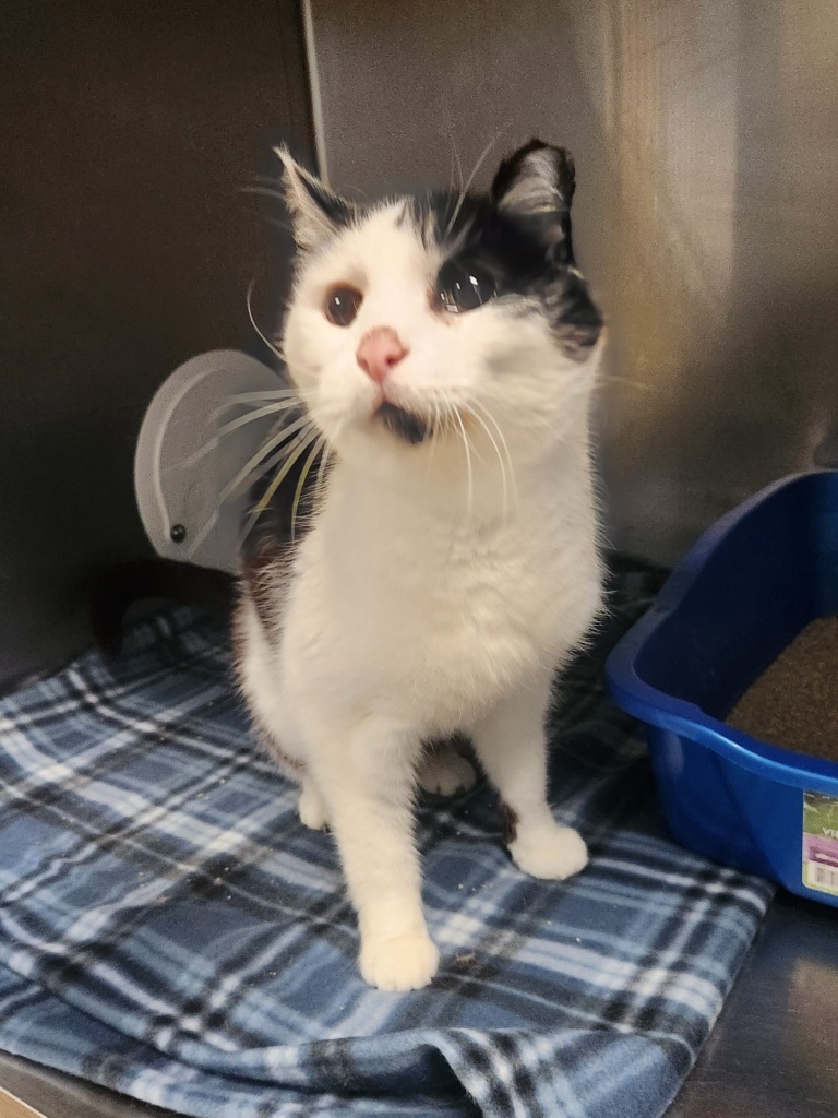 Willy, an adoptable Domestic Short Hair in Grand Forks, ND, 58203 | Photo Image 2
