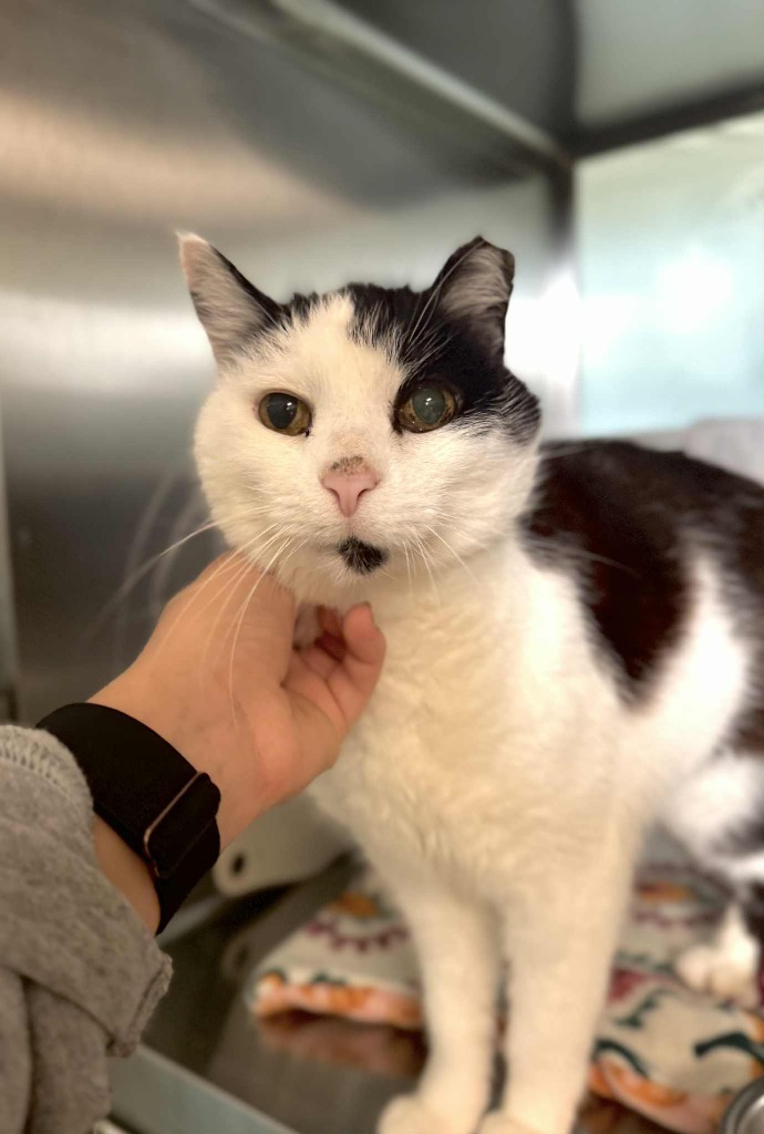 Willy, an adoptable Domestic Short Hair in Grand Forks, ND, 58203 | Photo Image 3