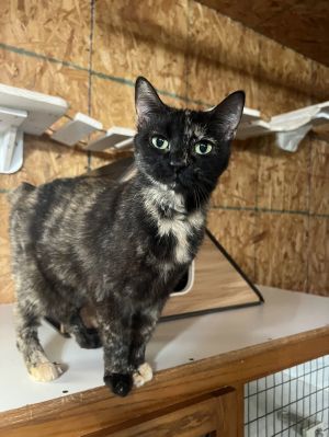 Charlotte, Young Female Domestic Short Hair