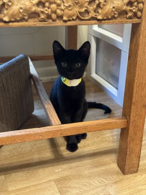 Creek, Young Male Domestic Short Hair