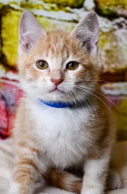 Kitty Cola