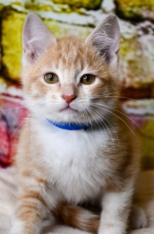 Kitty Cola, Baby Male Domestic Short Hair