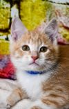 Kitty Cola photo 3