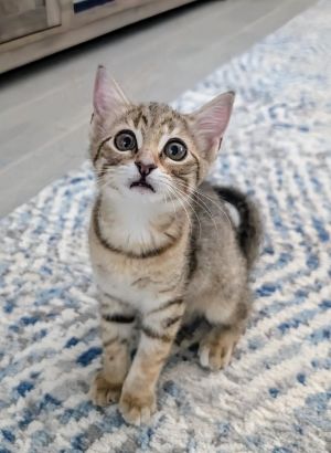 Maya May, Baby Female Domestic Short Hair