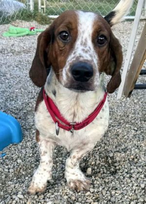 WOODY - ADOPTION PENDING!