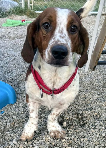 WOODY - ADOPTION PENDING! 1