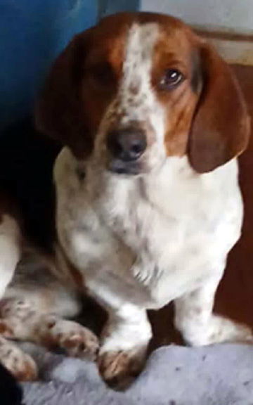 WOODY - ADOPTION PENDING! 2