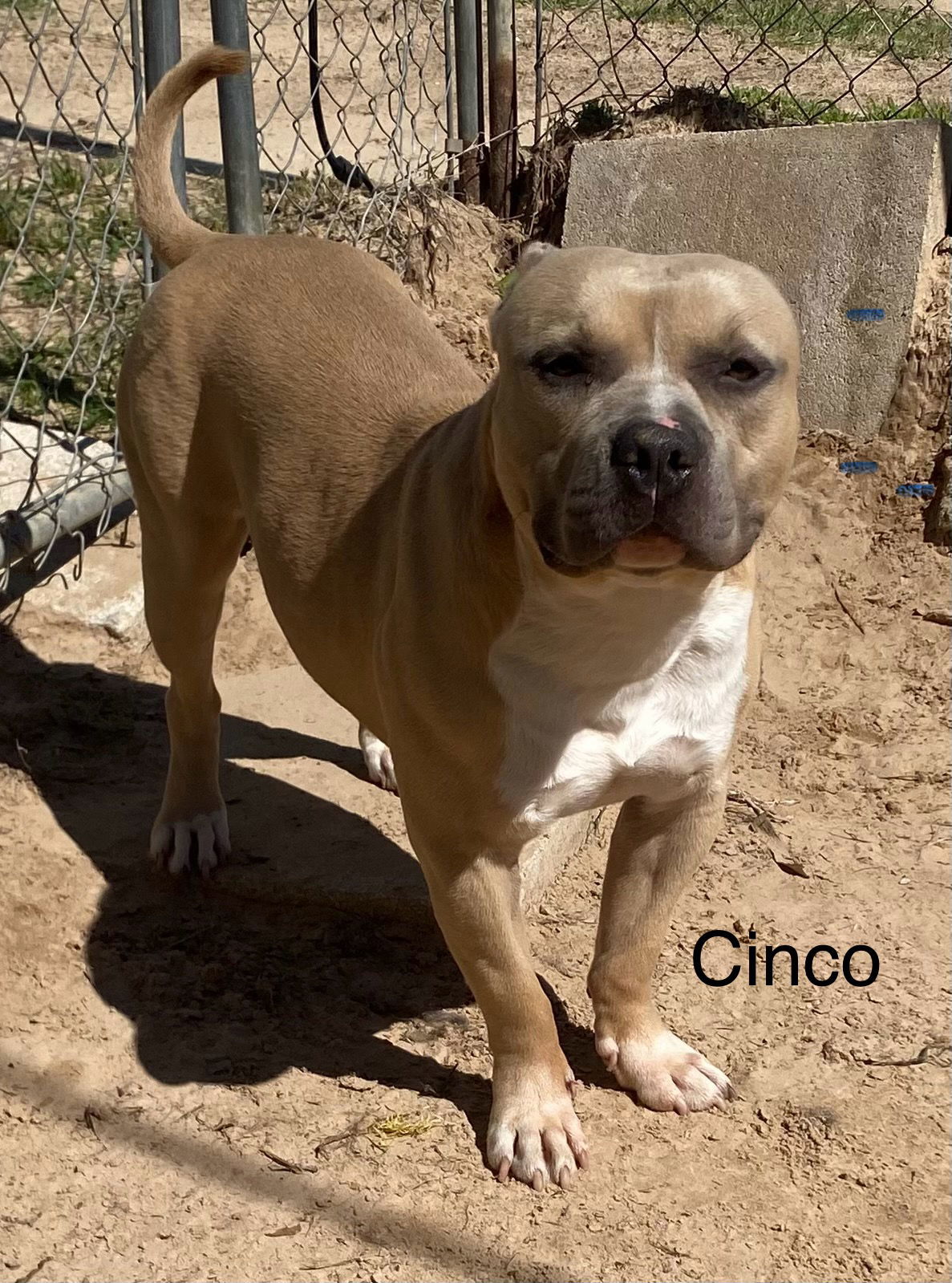 Cinco