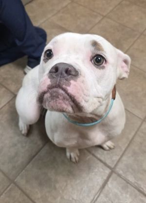 Molly, Adult Female unknown