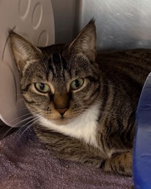 Zyelis, Adult Female Domestic Short Hair