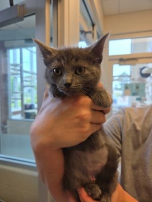Okra, Baby Female Domestic Short Hair