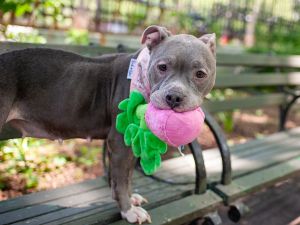 Sully Mixed Breed Dog