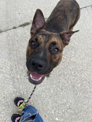 Portal Pit Bull Terrier Dog