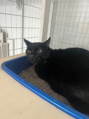 Shadow, Adult Male Domestic Short Hair