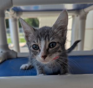 Borrell, Baby Female Domestic Short Hair