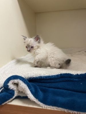 Hyacinth - ADOPTED UA Domestic Short Hair Cat