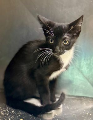 Paxton, Baby Male Domestic Short Hair