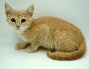 Anna, Baby Female Domestic Short Hair