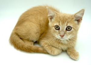 Olaf, Baby Male Domestic Short Hair
