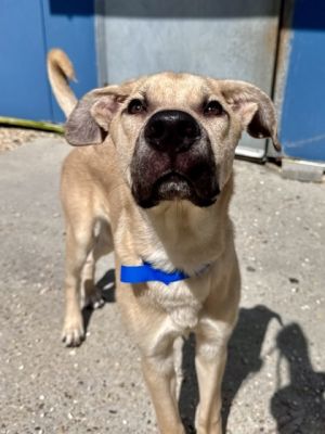 Hi Im Boone I love spending my days playing with my favorite squeaky toys and learning new tricks